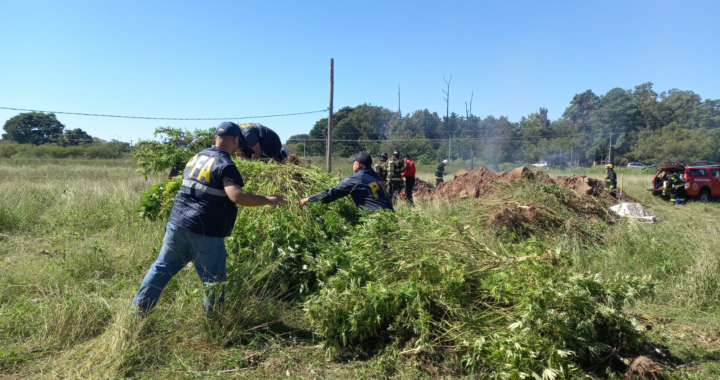 QUEMARON LAS 1500 PLANTAS DE MARIHUANA DESCUBIERTAS EN UN VIVERO EN ARROYO LEYES