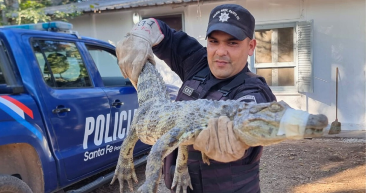 RESCATARON UN YACARÉ EN PLENA AVENIDA ARISTOBULO DEL VALLE DE SANTA FE