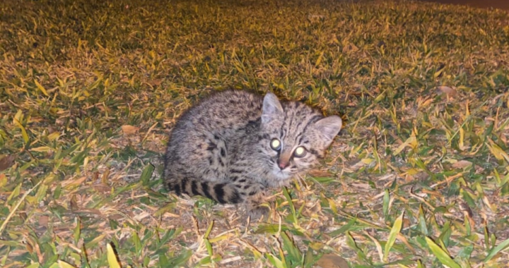 LA GUARDIA RURAL “LOS PUMAS” RESCATARON UN EJEMPLAR DE GATO MONTÉS