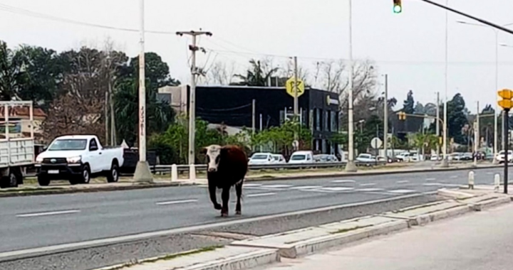 ESTO PASA EN LA COSTA ¿Y DONDE ESTAN LOS CONTROLES?: INSÓLITO UNA VACA EN CONTRAMANO EN PLENA RUTA 1