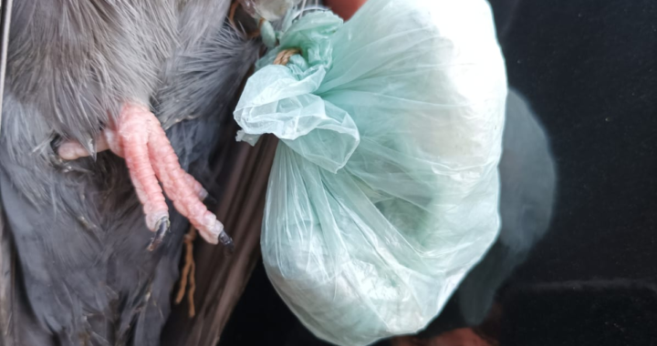 OTRA PALOMA PERDIDA CON DROGA ATADA A SU PATA ES CAPTURADA EN LA CALLE