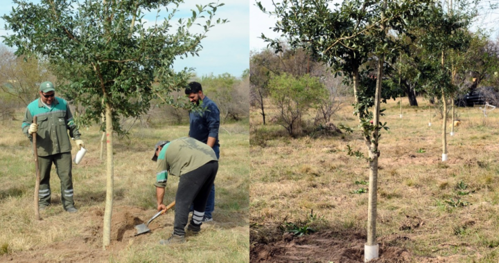 CAMPAÑA DE FORESTACIÓN: SE PLANTARON 120 ÁRBOLES EN UN TERRENO DE COLASTINÉ NORTE DONDE ANTES HABÍA UN BASURAL