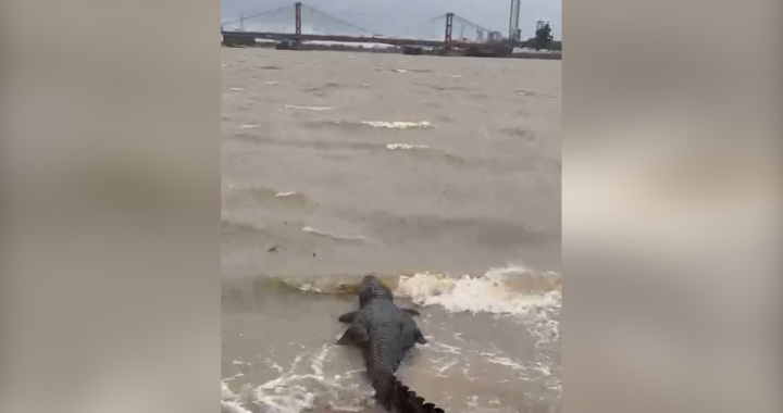 SORPRESA EN LA COSTANERA ESTE: APARECE YACARÉ EN LA LAGUNA SETÚBAL