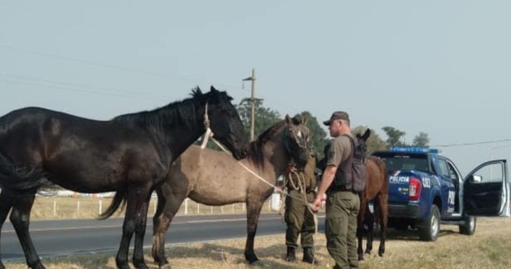 LOS PUMAS INTERVINIERON PREVENTIVAMENTE EN ARROYO LEYES Y SECUESTRAN ANIMALES SUELTOS EN RUTA 1