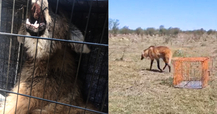 RESCATE DE AGUARÁ GUAZÚ EN COLASTINÉ POR PARTE DE LA SECCIÓN ECOLÓGICA