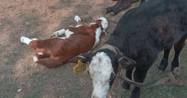 LA GUARDIA RURAL «LOS PUMAS» INTERVINO EN UN CASO DE MISIÓN DE CUSTODIA ANIMAL EN LAS CAÑAS