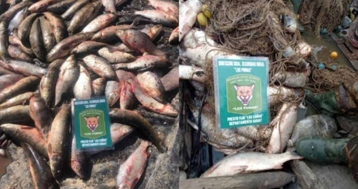 EFECTIVOS DE LA GUARDIA RURAL SECUESTRARON 1700 PIEZAS DE PESCADO DEPREDADAS EN LAS CAÑAS Y ARROYO LEYES