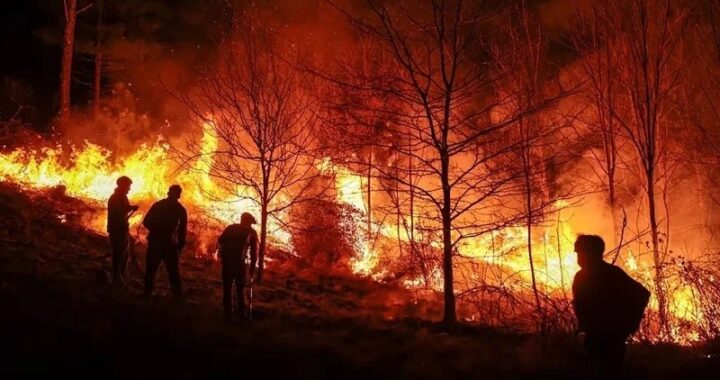 UNA ONG INTERNACIONAL INTIMA A LA ARGENTINA POR SU INACCIÓN ANTE INCENDIOS FORESTALES