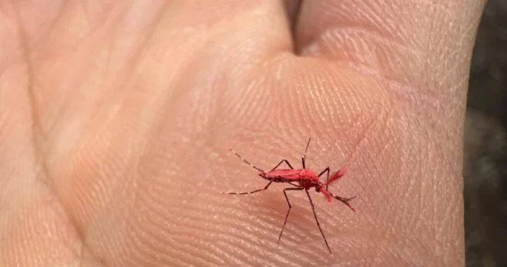 MOSQUITOS ROJOS FLUORESCENTES CONTRA EL DENGUE: ¿CÓMO ACTÚAN Y QUÉ HACER SI ENCONTRAMOS UNO?