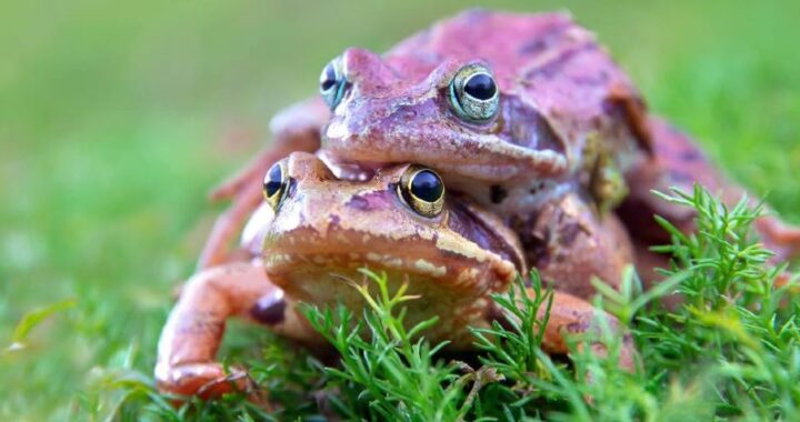 LAS RANAS HEMBRAS SIMULAN SU MUERTE PARA EVITAR APAREARSE CON LOS MACHOS NO DESEADOS