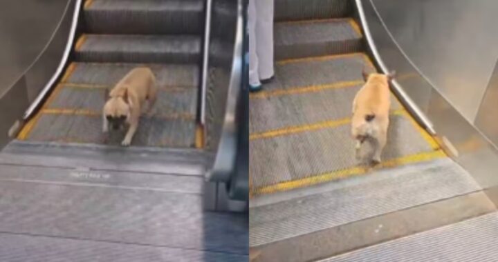 UN BULLDOG FRANCÉS ENCUENTRA SU PARQUE DE DIVERSIONES EN LAS ESCALERAS MECÁNICAS