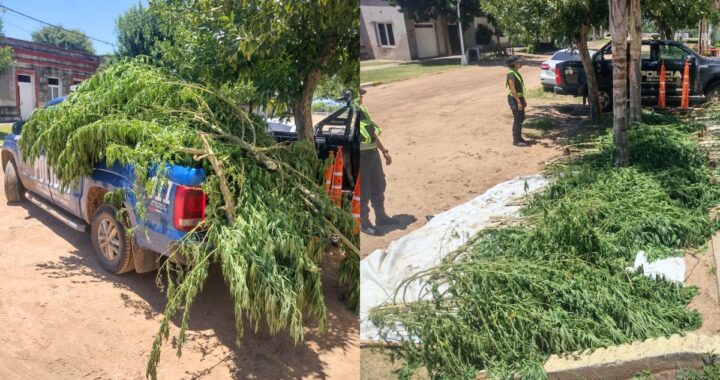 INSÓLITO CASO EN CAYASTÁ: UN LLAMADO A LA POLICÍA ALERTÓ SOBRE PLANTAS DE MARIHUANA ABANDONADAS CERCA DE LA COOPERATIVA DE AGUA POTABLE