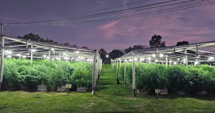 PLANTACIÓN DE MARIHUANA EN ARROYO LEYES: CONFIRMAN EL PROCESAMIENTO DE NUDEL