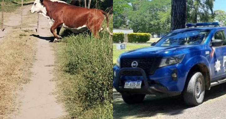 LAS CAÑAS: SECUESTRAN ANIMALES SUELTOS POR OMISIÓN DE CUSTODIA