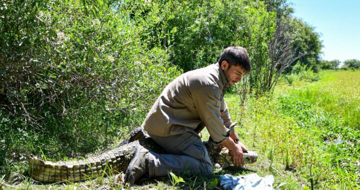 GARAY: REINSERTAN UN YACARÉ OVERO EN SU HÁBITAT NATURAL EN LA RESERVA LA ELENA