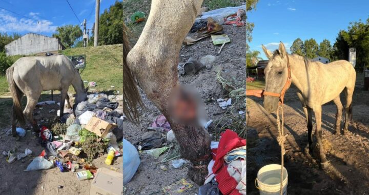 LA POLICÍA ECOLÓGICA Y SOS CABALLOS RESCATARON A «DOGUITO», UN CABALLO HERIDO EN ALTO VERDE