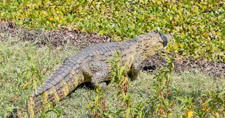 CAYASTÁ: RESCATAN Y REUBICAN UN YACARÉ OVERO EN UNA RESERVA NATURAL