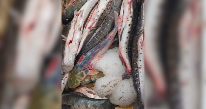 LOS PUMAS INCAUTARON DIVERSAS PIEZAS DE PESCADOS EN ZONA RIBEREÑA DE LOS ZAPALLOS