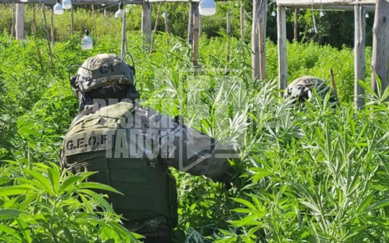 ELEVAN A JUICIO LA CAUSA POR EL VIVERO DE MARIHUANA EN ARROYO LEYES