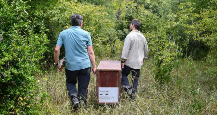 LIBERAN CARPINCHO EN CAYASTÁ RÉCORD DE 570 ANIMALES REINSERTADOS PARA PROTEGER LA BIODIVERSIDAD EN EN SANTA FE