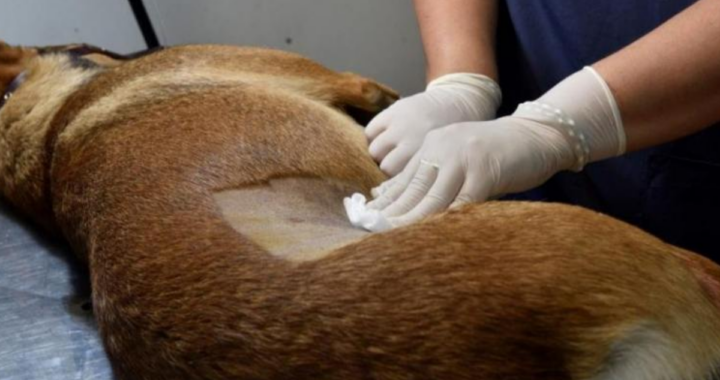 ARROYO LEYES LANZA UNA NUEVA JORNADA DE CASTRACIÓN DE MASCOTAS EL 14 DE JUNIO EN EL SUM COMUNAL