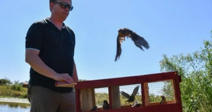 SANTA FE: LIBERAN FAUNA SILVESTRE REHABILITADA EN EL NORTE PROVINCIAL