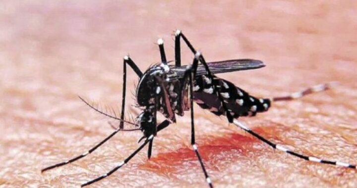 Santa Fe superó los 6.800 casos de dengue