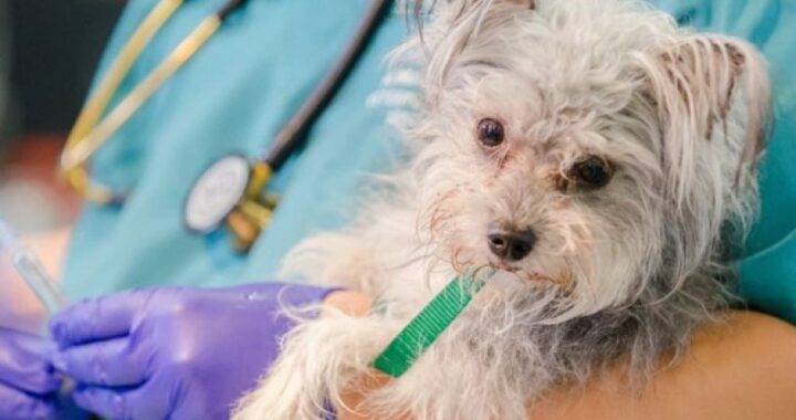 Rincón: realizarán una jornada de castración y vacunación antirrábica para perros y gatos