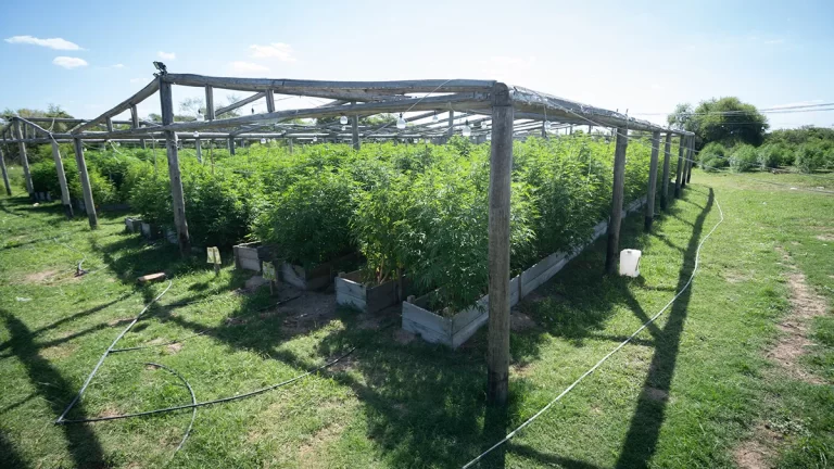 Condenaron a “Cachi” Nudel y a seis cómplices por el vivero narco descubierto en Arroyo Leyes