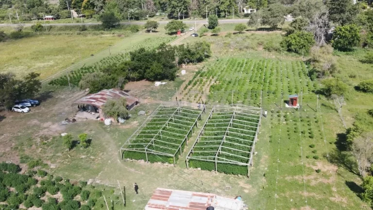 Juicio por el vivero narco de Arroyo Leyes: seis imputados aceptaron penas abreviadas y sólo uno irá a debate